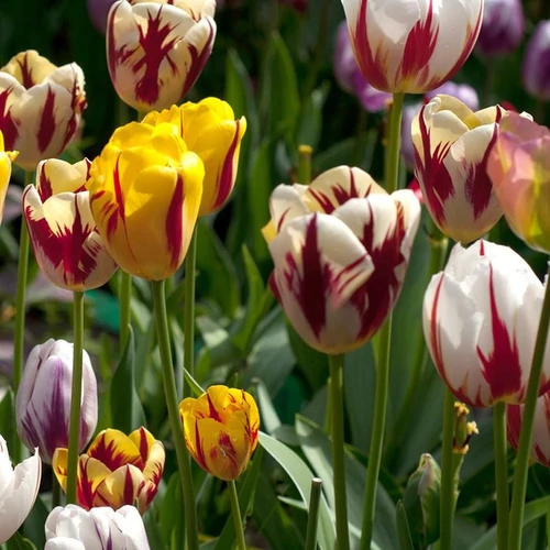 Tulipa 'Rembrandt' mix