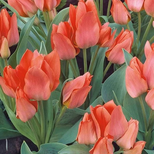 Tulipa 'Toronto'