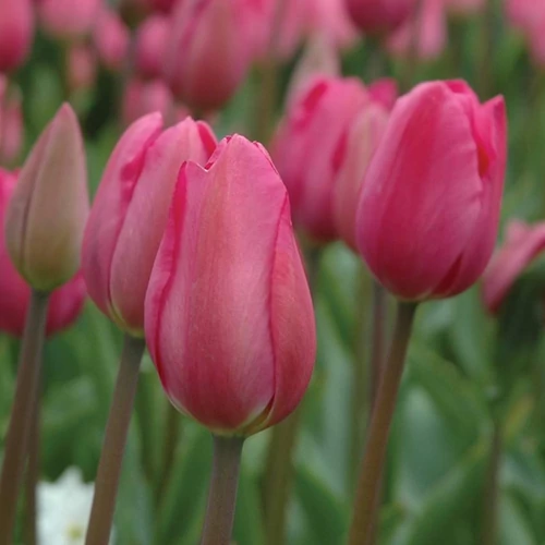 Tulipa 'Triumph Don Quichotte'