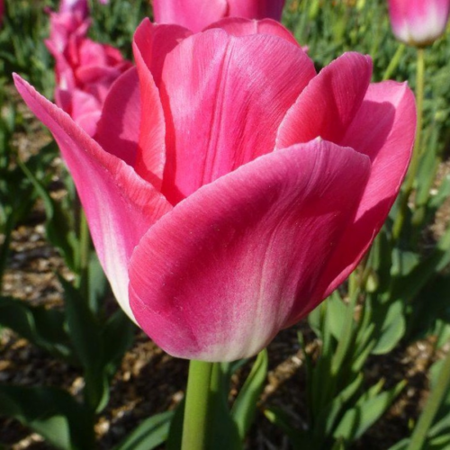 Tulipa 'Triumph Dynasty'