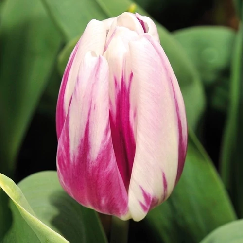 Tulipa 'Triumph Flaming Flag'