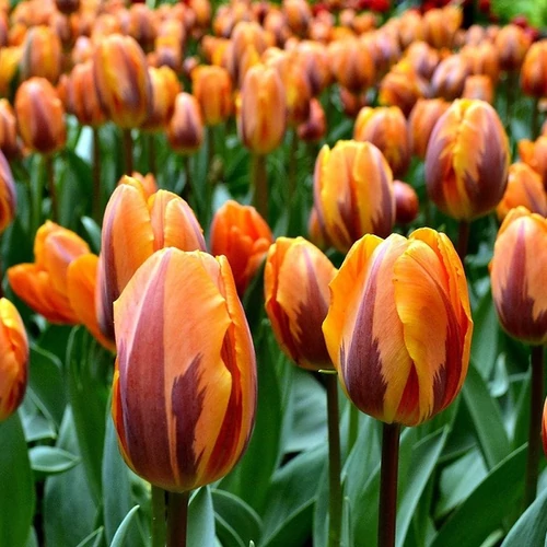 Tulipa 'Triumph Princess Irene'