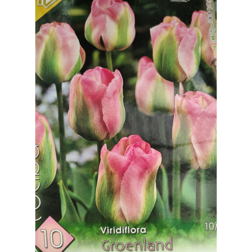 Tulipa 'Viridiflora' mix