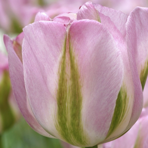 Tulipa 'Viridiflora Groenland'