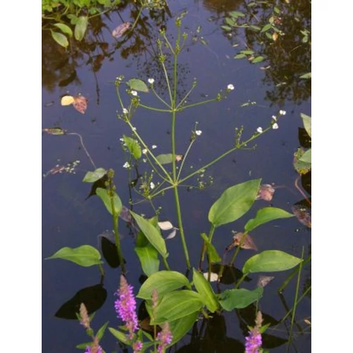 Alisma plantago aquatica