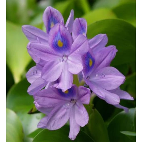 Eichornia crassipes