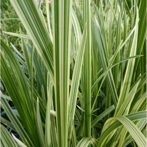 Glyceria maxima 'Variegata'