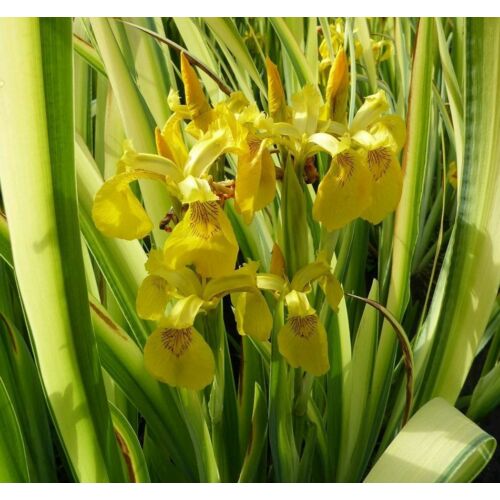 Nőszirom mocsári sárga, tarka levelű - Iris pseudacorus Variegata 20/30cm K14cm