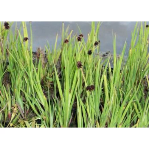 Juncus ensifolius