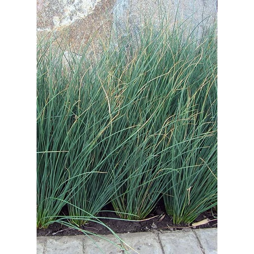 Juncus inflexus 'Blue Arrows'