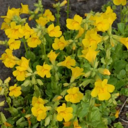 Mimulus luteus