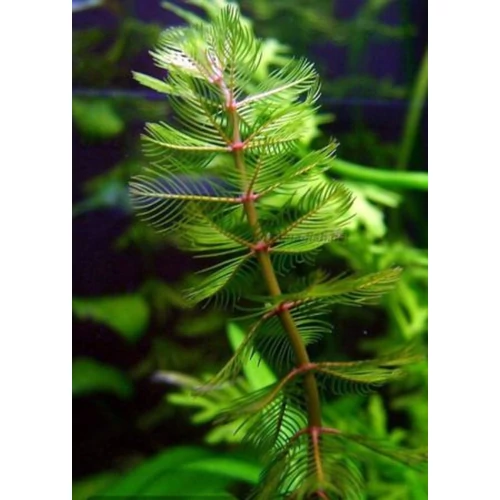 Myriophyllum spicatum