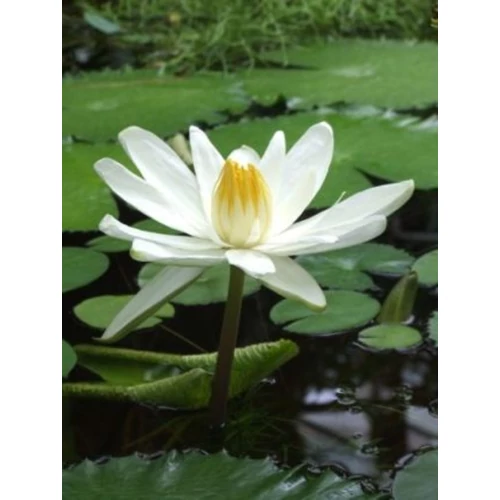 Nymphaea