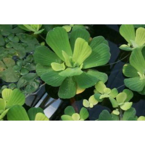 Pistia stratiotes