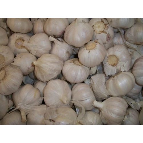 Allium sativum