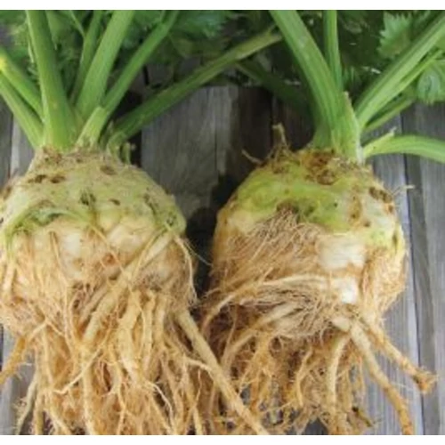 Apium graveolens 'Brillant'