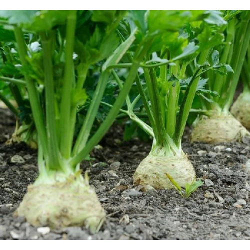 Apium graveolens 'Prinz'