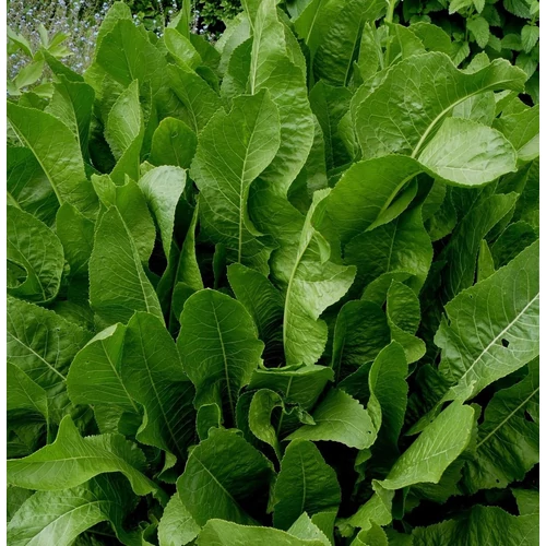 Armoracia rusticana