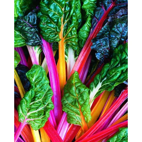 Beta vulgaris 'Bright Light'