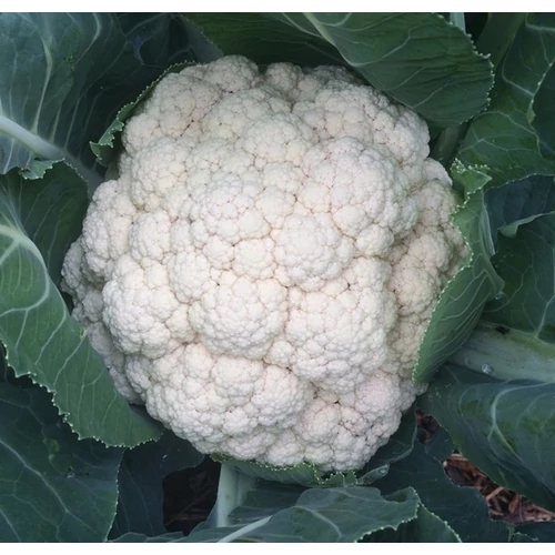 Brassica oleracea conbotrytis botrytis 'All Year Round'