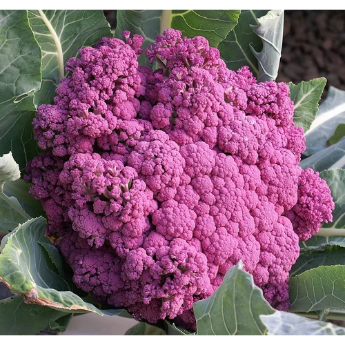 Brassica oleracea 'Di Sicilia Violetto'