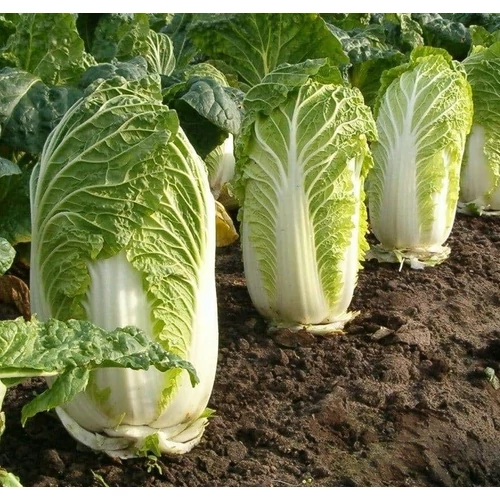 Brassica rapa var. pekinensis