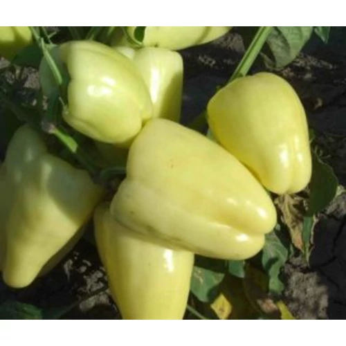 Capsicum annuum 'Bagoly F1'