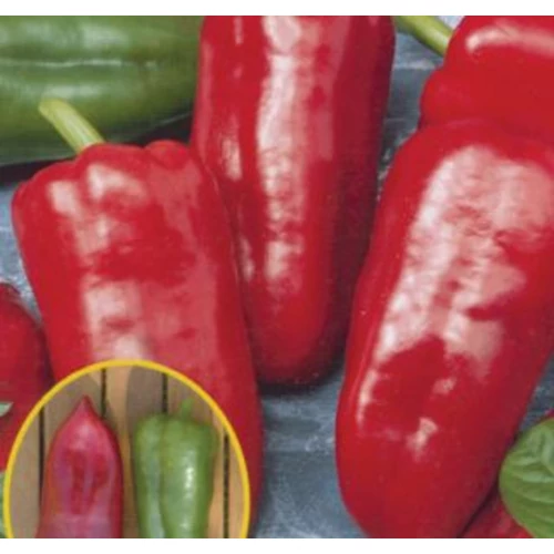 Capsicum annuum 'Csángó F1'