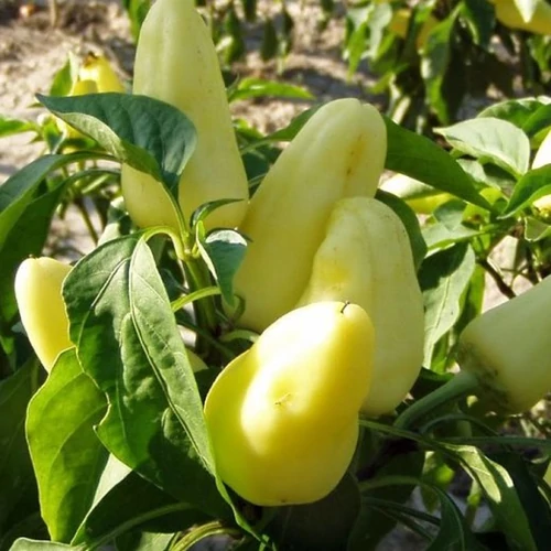 Capsicum annuum 'Fehérözön'