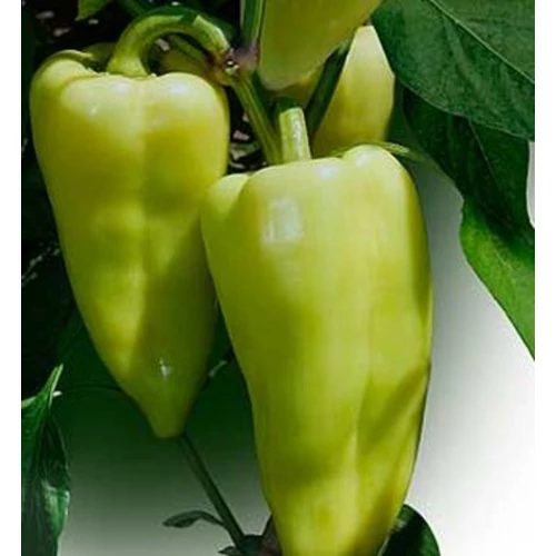 Capsicum annuum 'Garam F1'