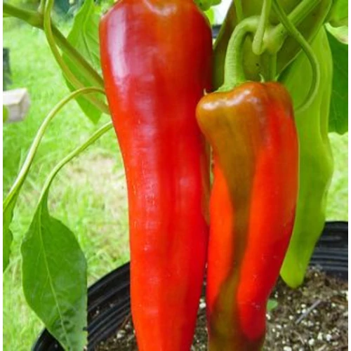 Capsicum annuum 'Giant Aconcagua'
