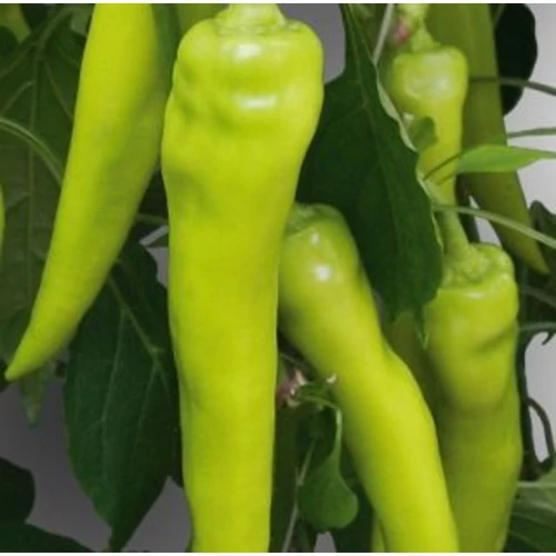Capsicum annuum 'Kard F1'