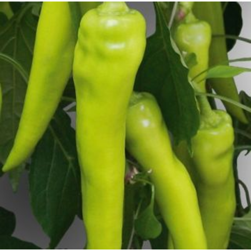 Capsicum annuum 'Kard F1'