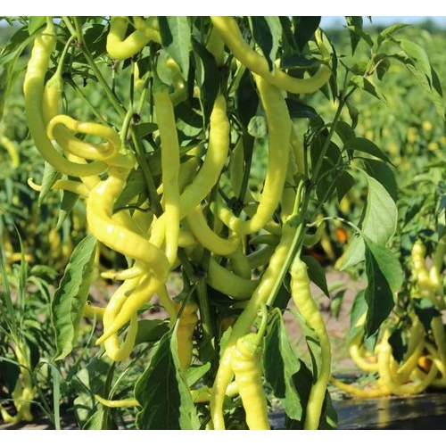 Capsicum annuum 'Pfefferoni'