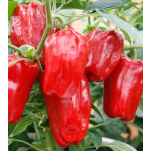 Capsicum annuum 'Redskin'