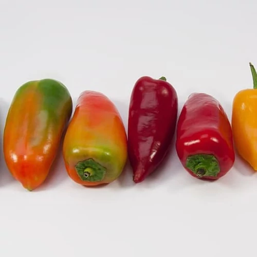 Capsicum annuum 'Snackmix