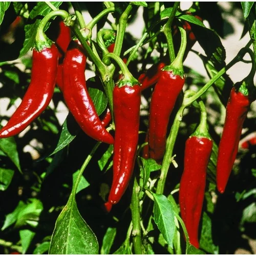 Capsicum annuum 'Szegedi 80'
