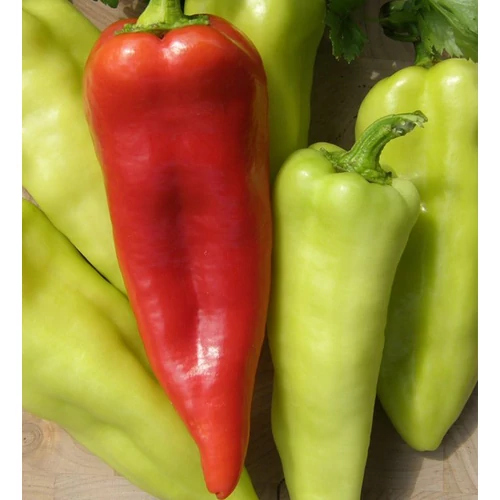 Capsicum annuum 'Szentesi piacos'
