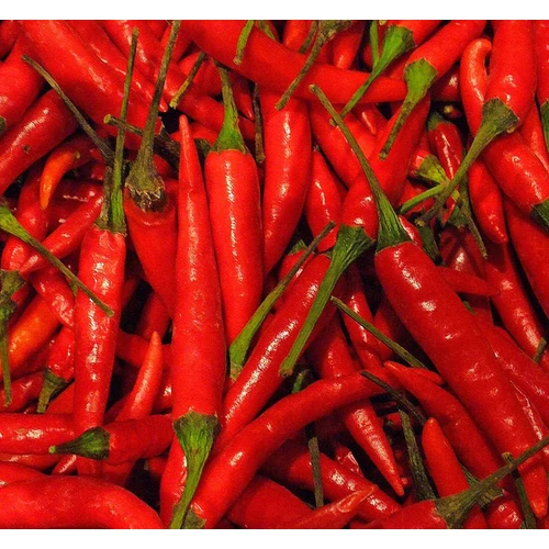 Capsicum annuum 'Tabasco'