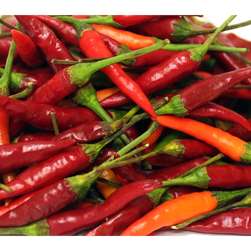 Capsicum annuum 'Thai Red'