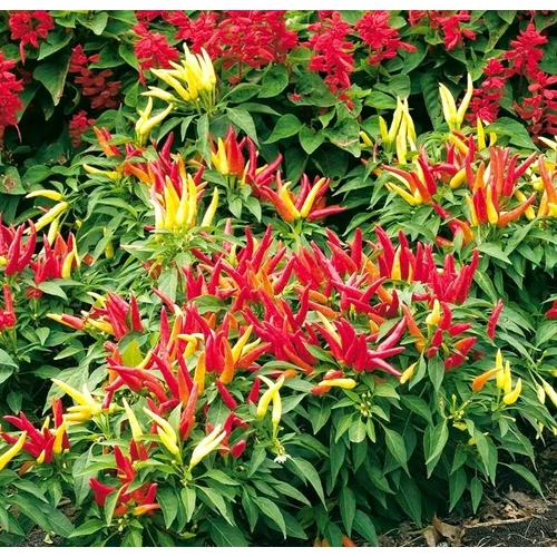 Capsicum annuum