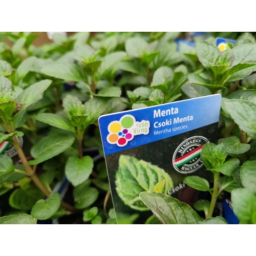 Mentha piperita 'After Eight'