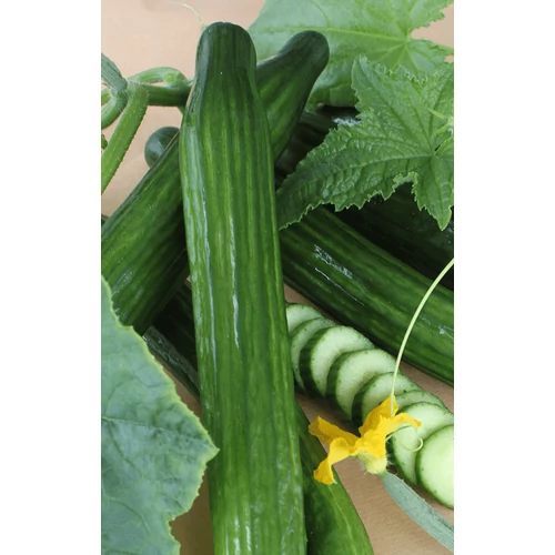 Cucumis sativus 'Kosara'