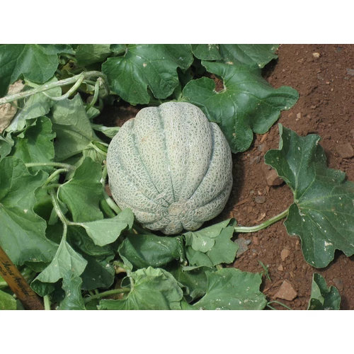 Cucumis melo