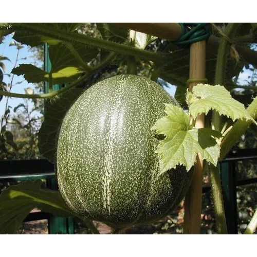 Cucumis melo 'Gála'