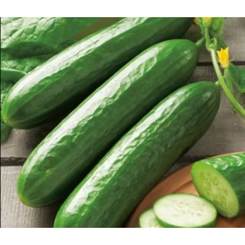 Cucumis sativus 'Midios F1''