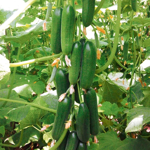 Cucumis sativus 'Ministar'