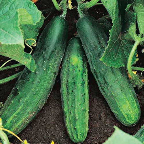 Cucumis sativus 'Patio Snacker'