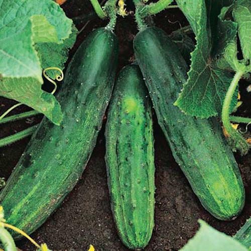 Cucumis sativus 'Patio Snacker'