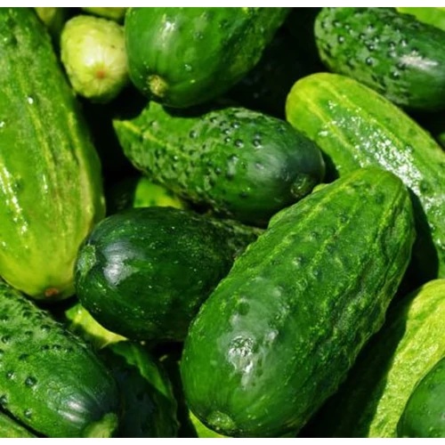 Cucumis sativus 'Restina'